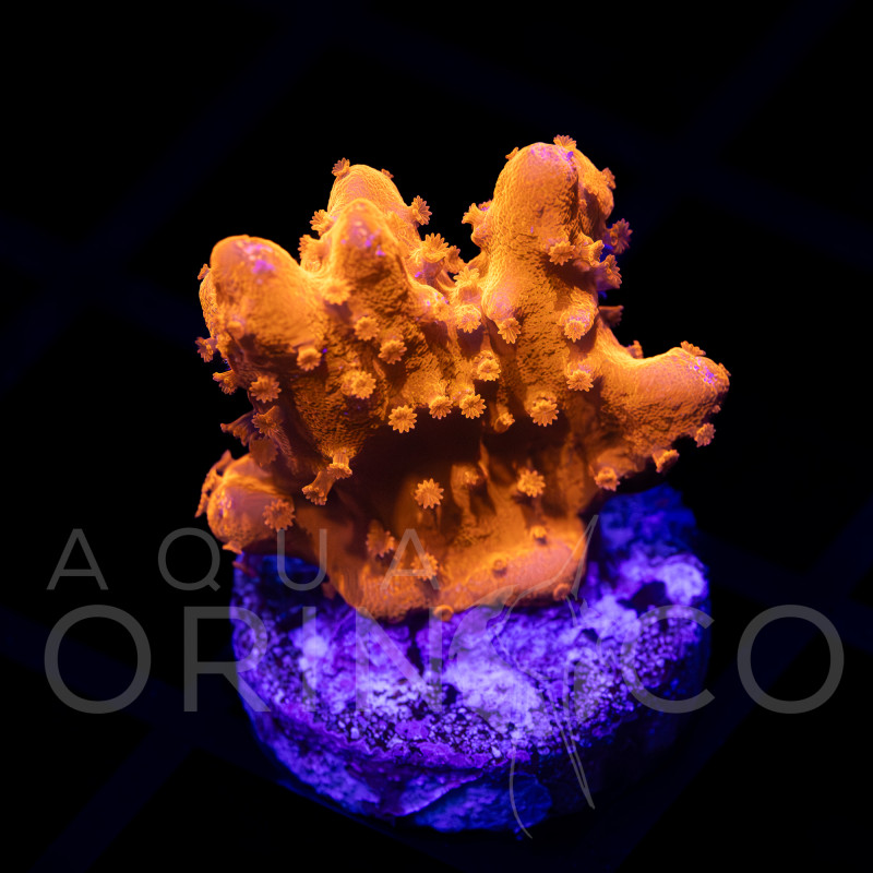 Montipora setosa I