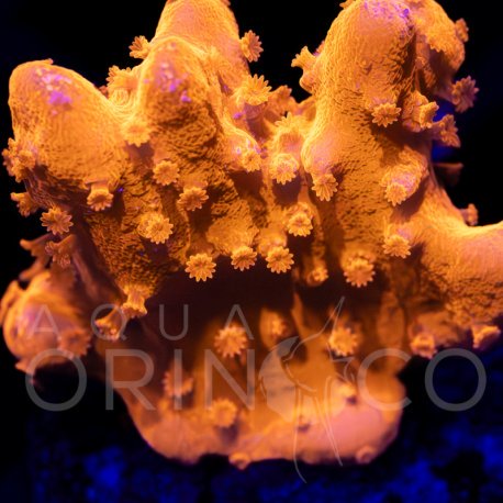Montipora setosa I