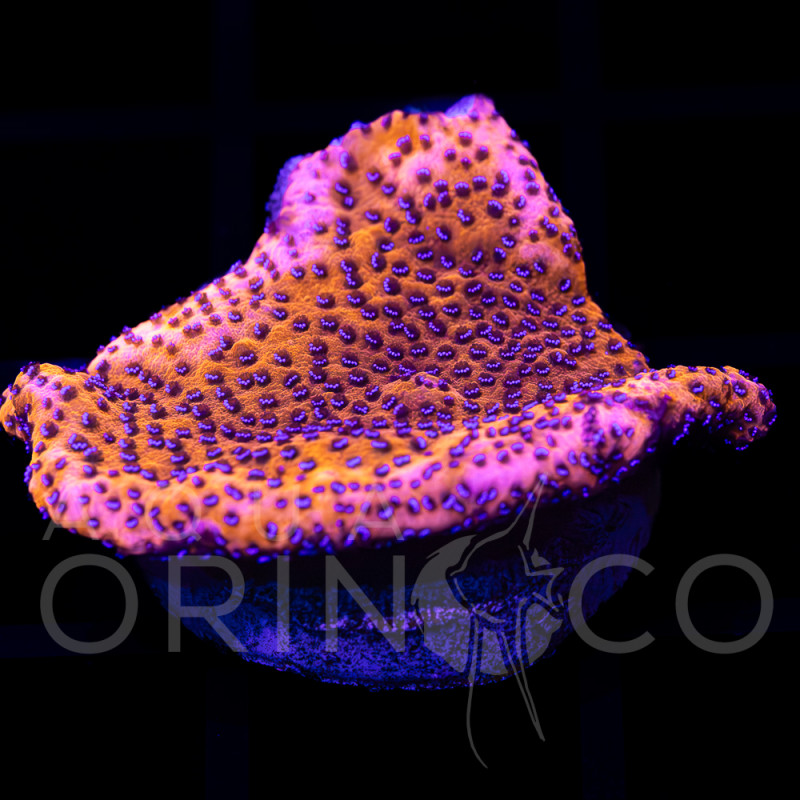 Montipora capricornis Red II