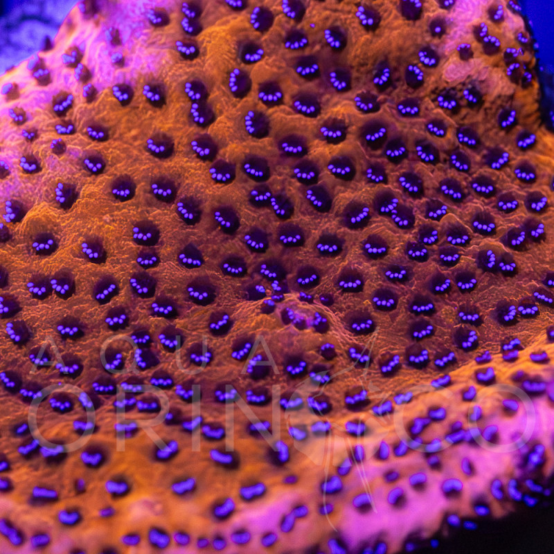 Montipora capricornis Red II