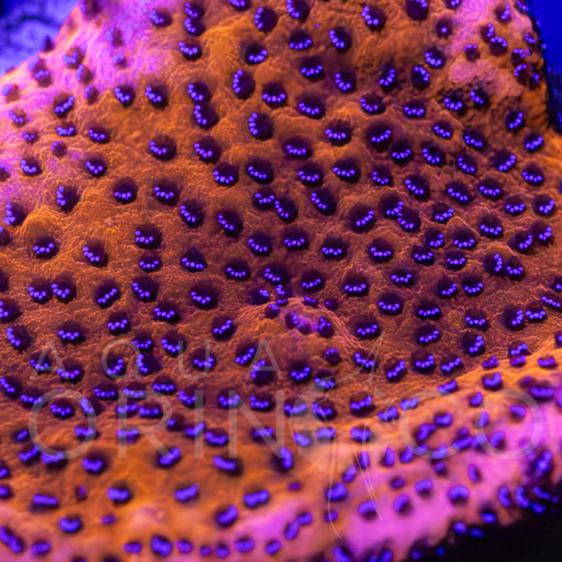 Montipora capricornis Red II