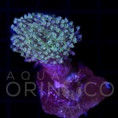 Green Tip Sarcophyton