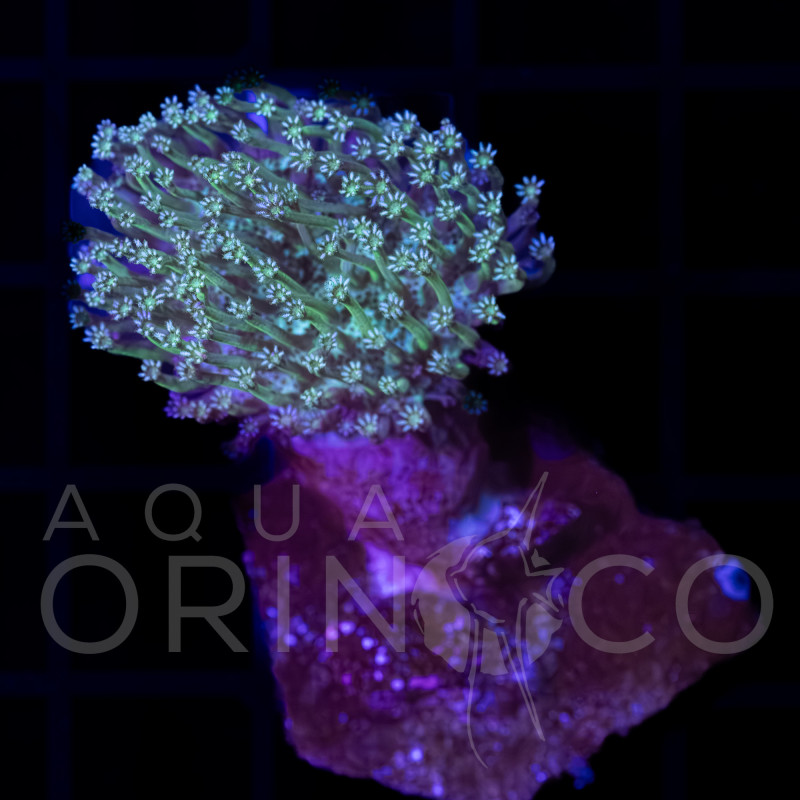 Green Tip Sarcophyton