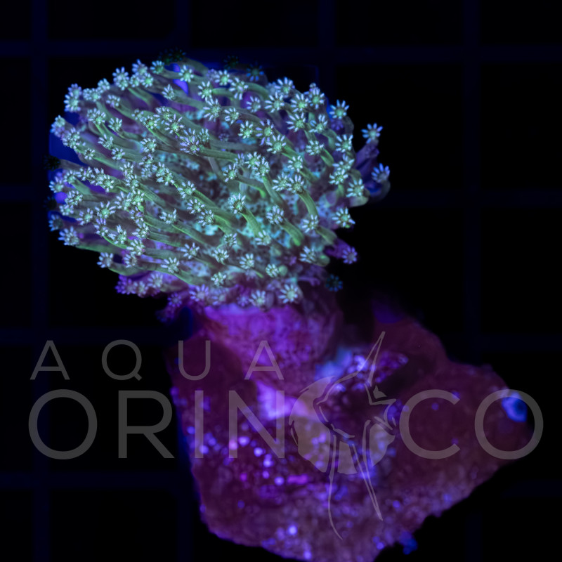 Green Tip Sarcophyton