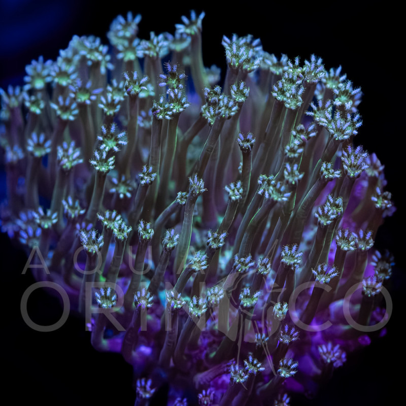 Green Tip Sarcophyton