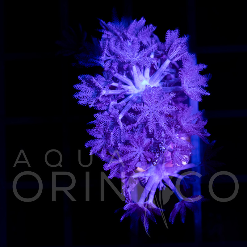 Xenia elongata - Pulsing Xenia WYSIWYG II