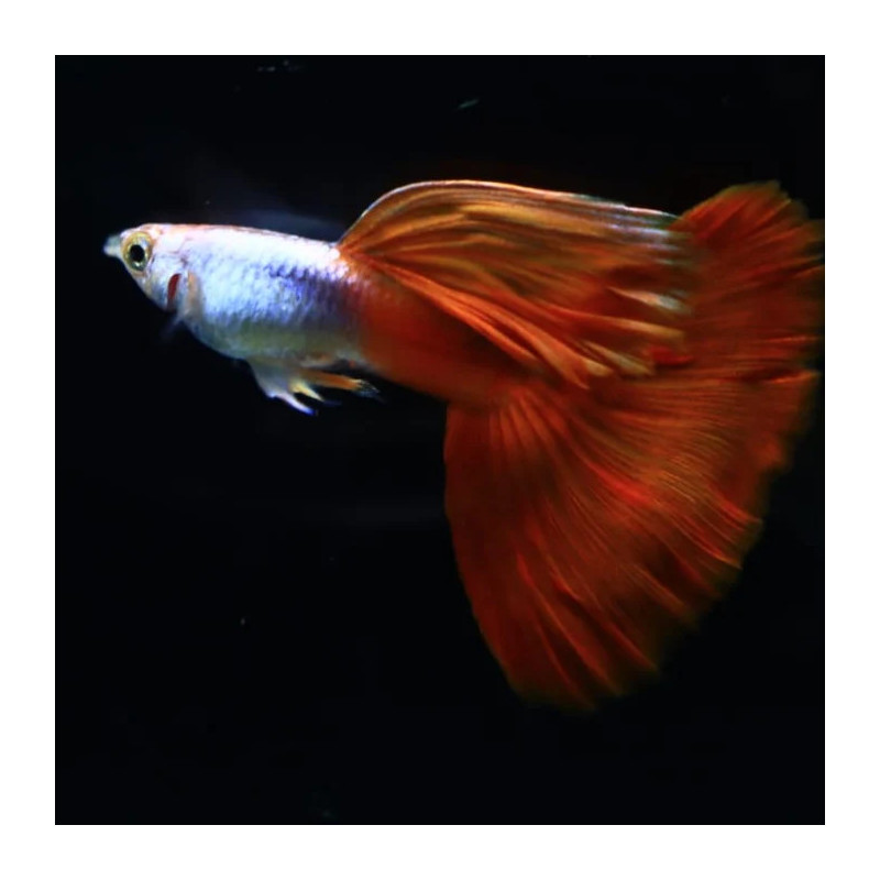 Guppy Dumbo Platinum Red - Poecilia reticulata (Parejas))