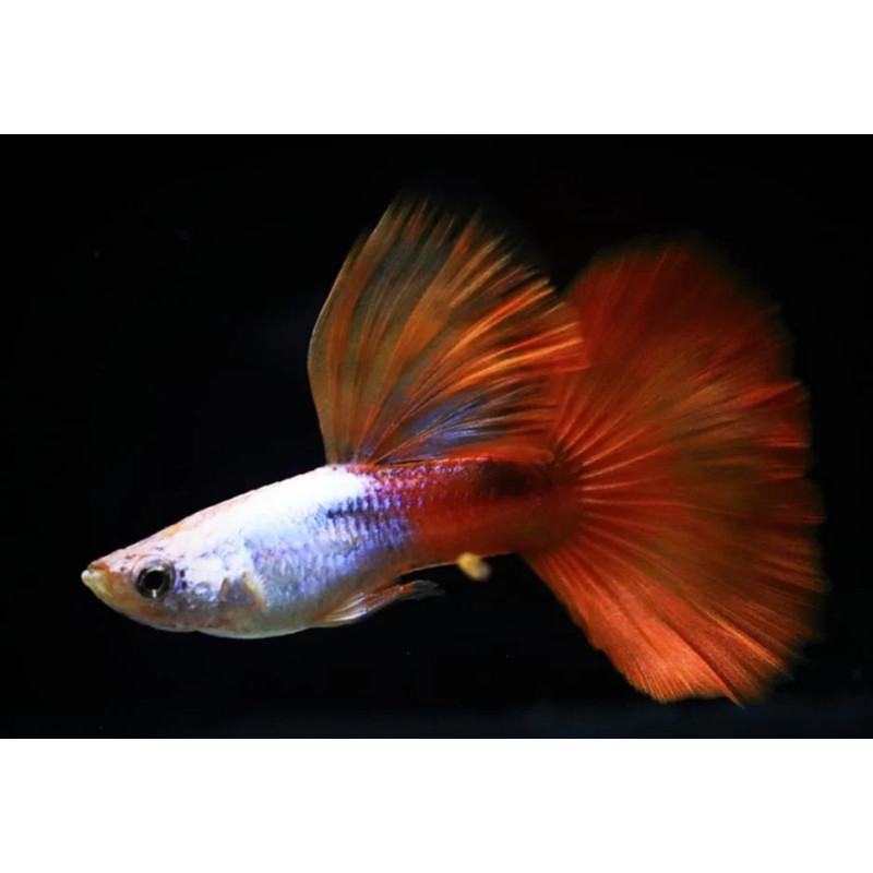 Guppy Dumbo Platinum Red - Poecilia reticulata (Parejas))