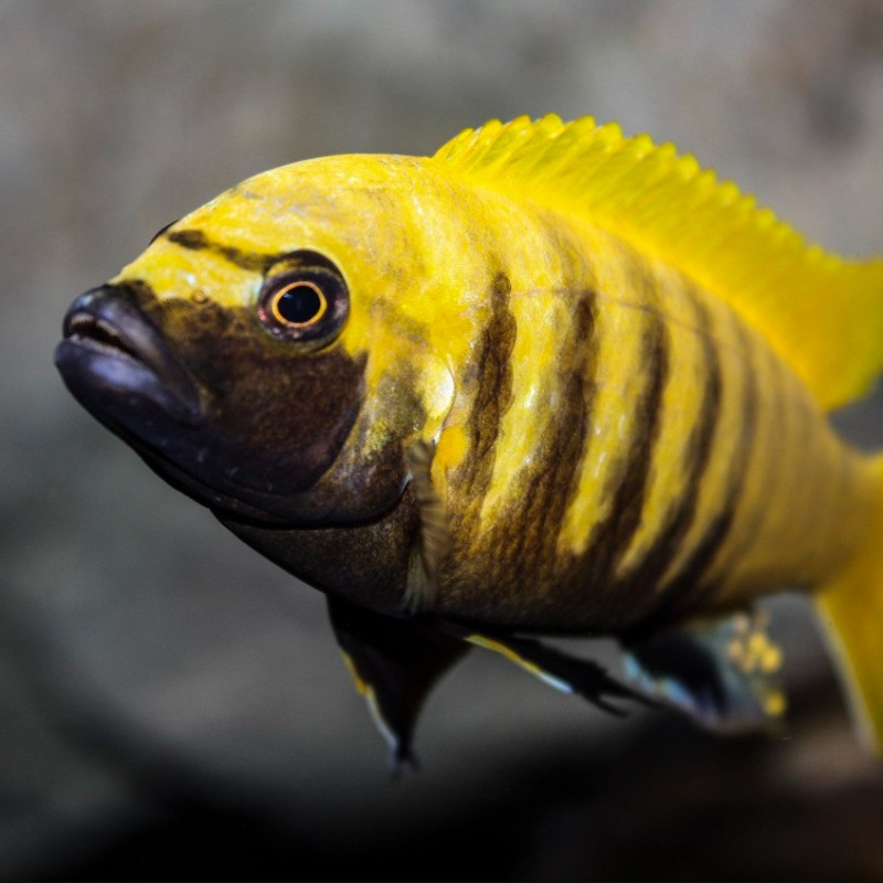 Maylandia greshakei - Red Top Ice Blue Zebra