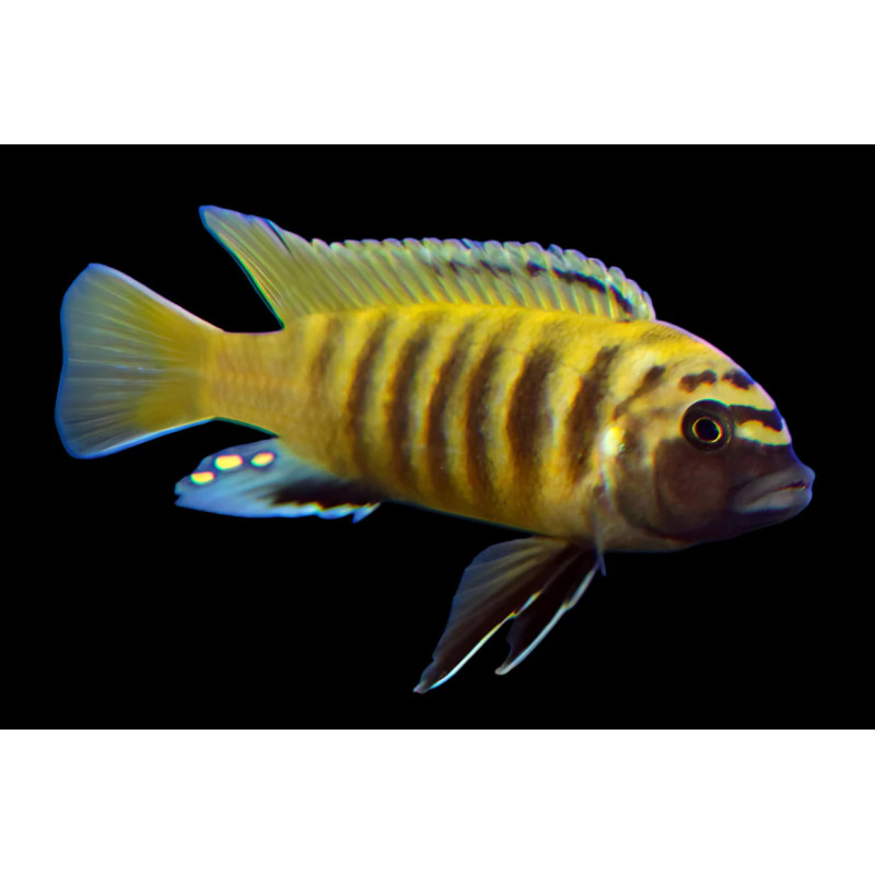 Maylandia greshakei - Red Top Ice Blue Zebra