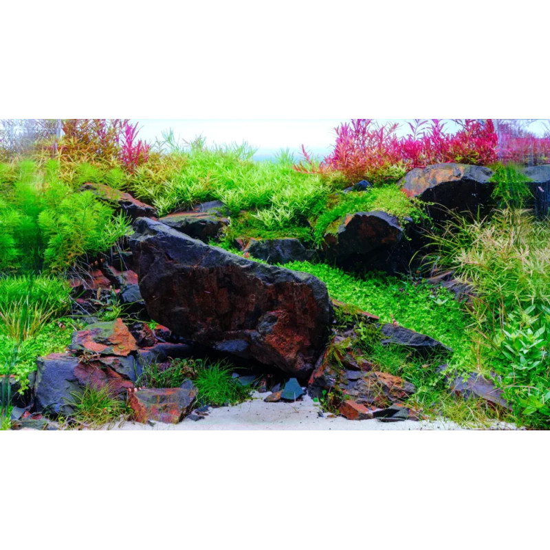 Twinstar Light S-Line IV