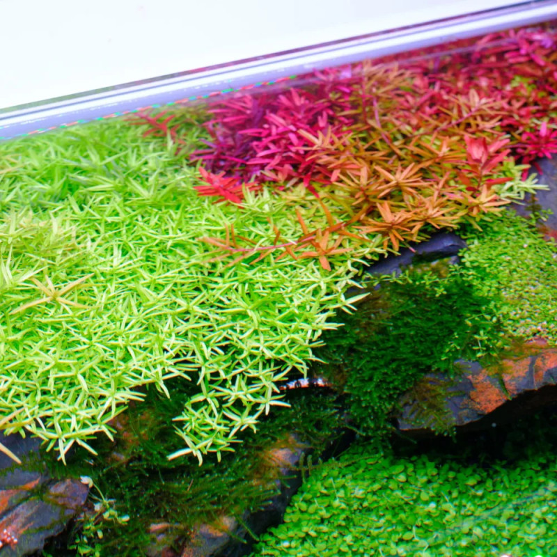 Twinstar LED Série SA