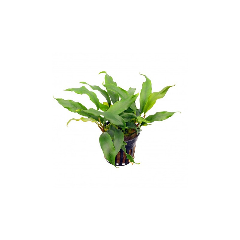 Anubias barteri