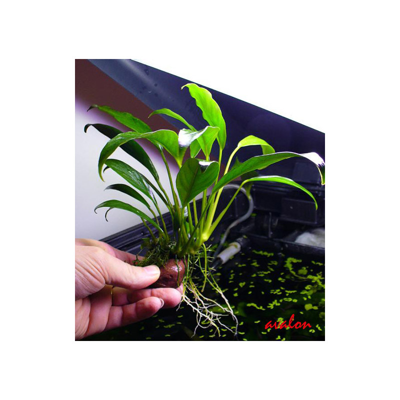 Anubias barteri