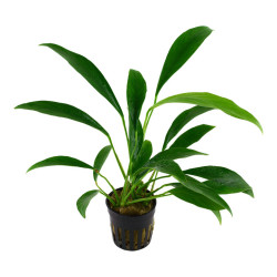 Anubias barteri var Glabra Anubias barteri var Glabra