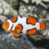 Palhaço Picasso (Grade A) TB - Amphiprion percula