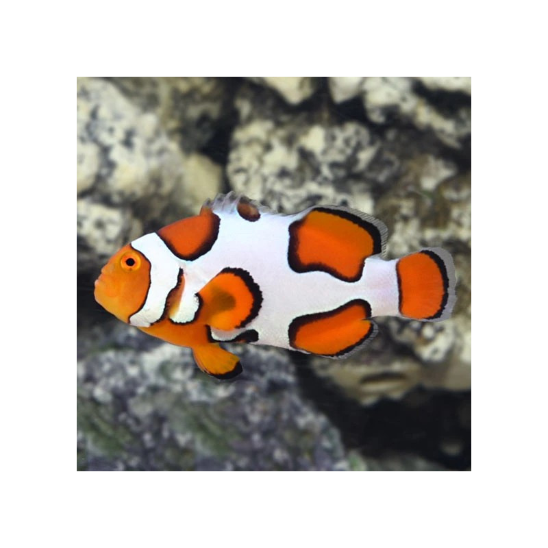 Picasso Clownfish (Grade A) TB - Amphiprion percula