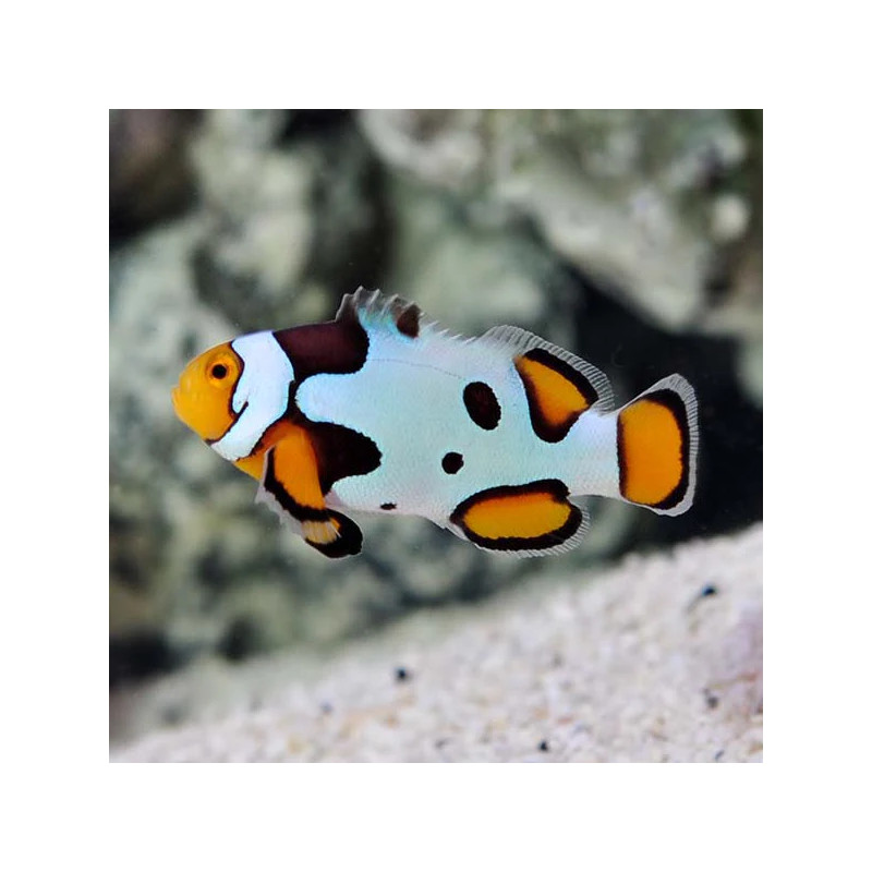 Payaso Picasso (Grade A) TB - Amphiprion percula