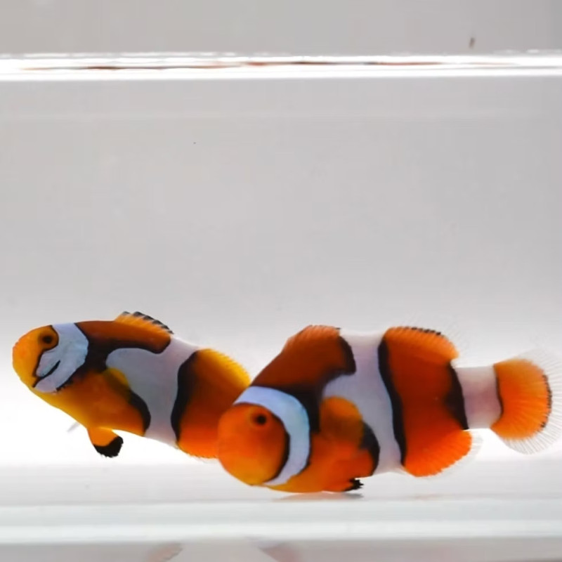 Amphiprion ocellaris, Snow Onyx Xtreme Clownfish Par L