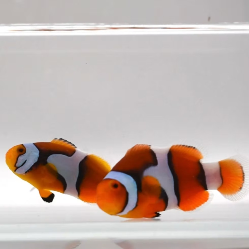 Amphiprion percula, Picasso Clownfish Par L