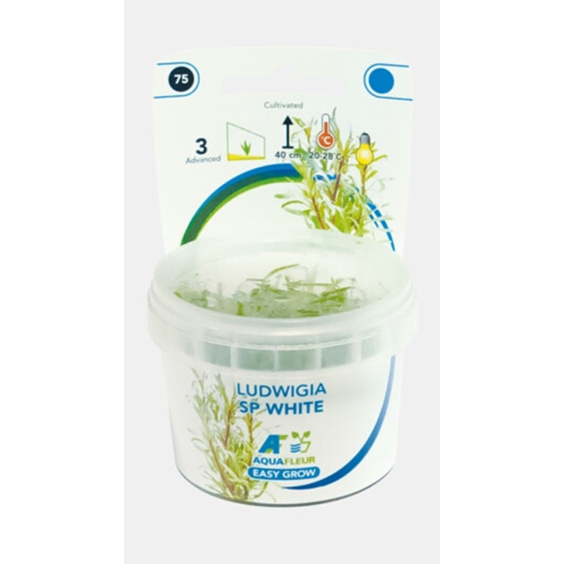 Ludwigia sp. White