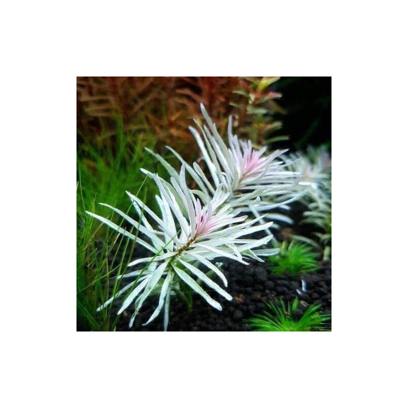 Ludwigia sp. White