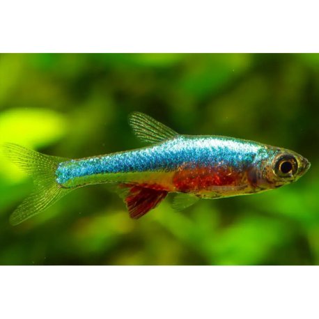 Sundadanio axelrodi var Blue - Rasbora Neon Azul
