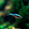 Sundadanio axelrodi var Blue - Blue Neon Rasbora