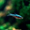 Sundadanio axelrodi var Blue - Rasbora Neon Azul