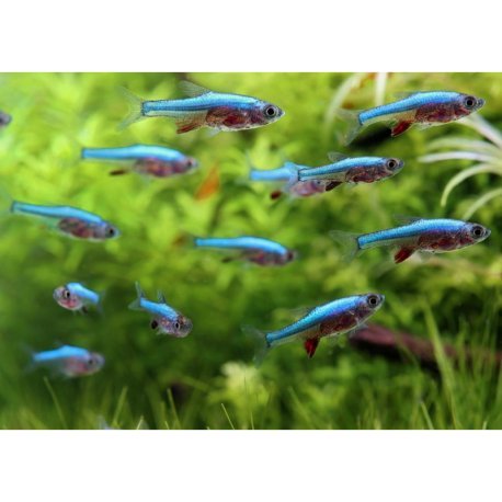 Sundadanio axelrodi var Blue - Rasbora Neon Azul