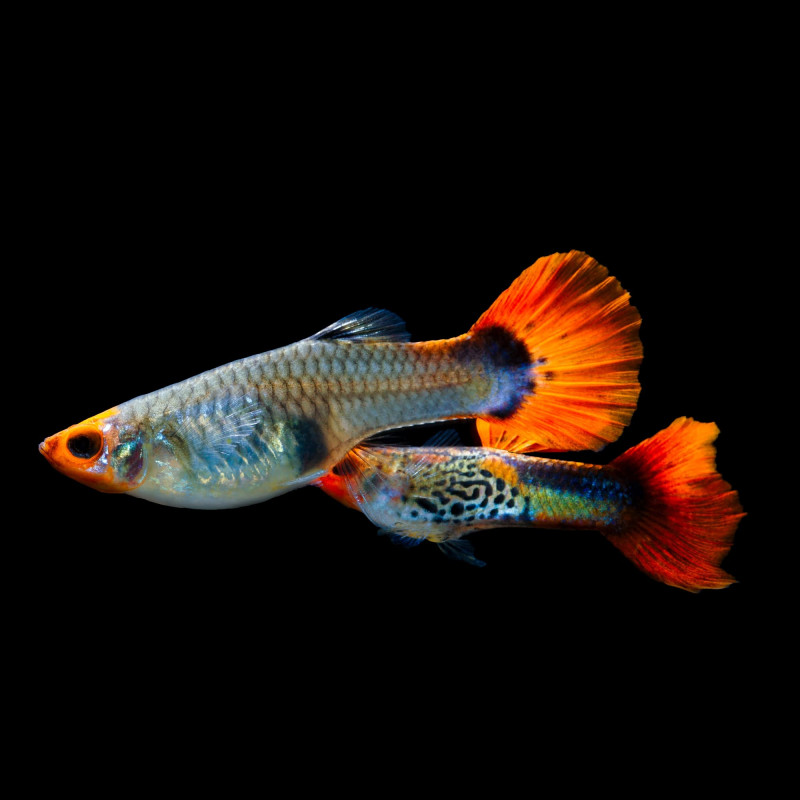 Guppy KOI Snakeskin - Poecilia reticulata (Pares)