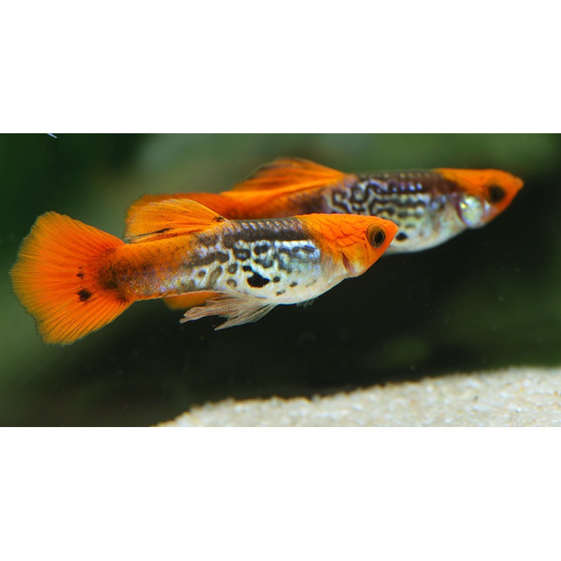 Guppy KOI Snakeskin - Poecilia reticulata (Pares)