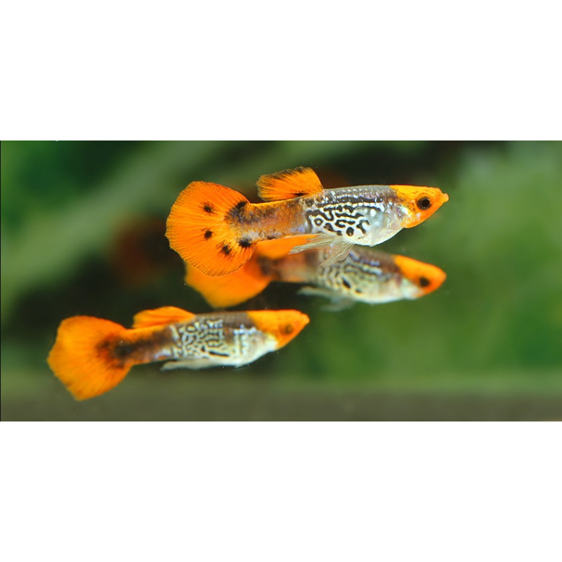 Guppy KOI Snakeskin - Poecilia reticulata (Pares)