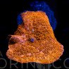 Discosoma cardinalis WYSIWYG IV