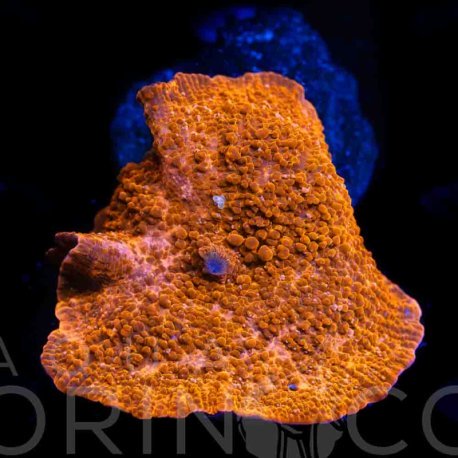 Discosoma cardinalis WYSIWYG III