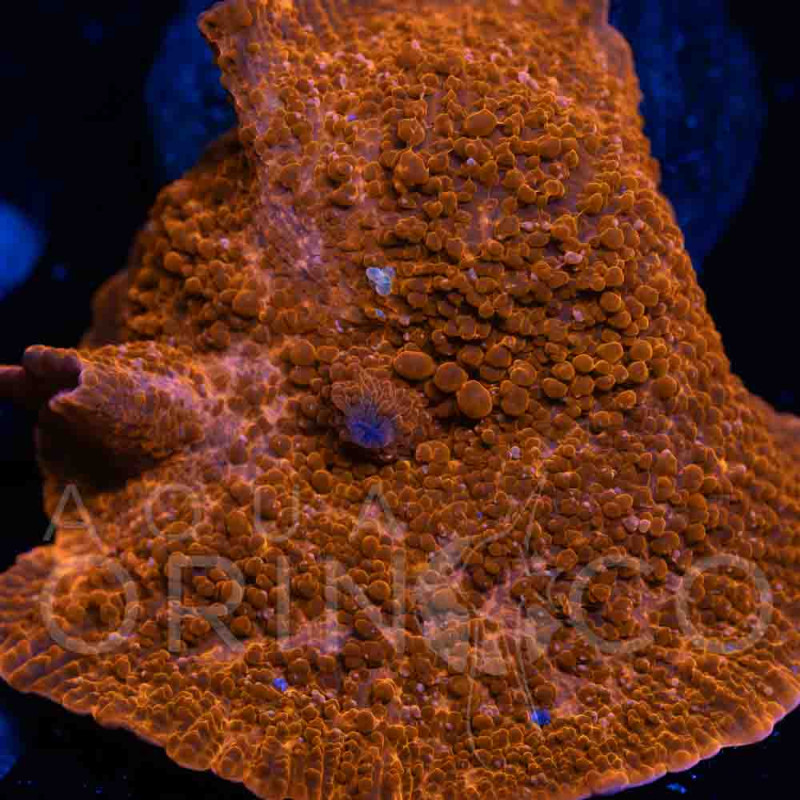 Discosoma cardinalis WYSIWYG III