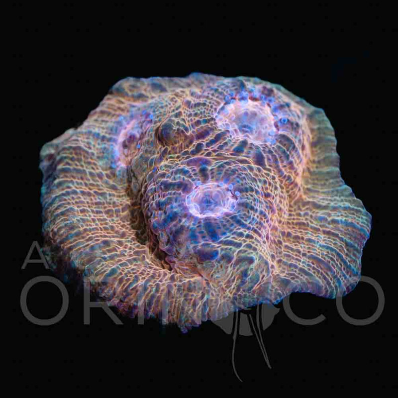 echinophyllia-I