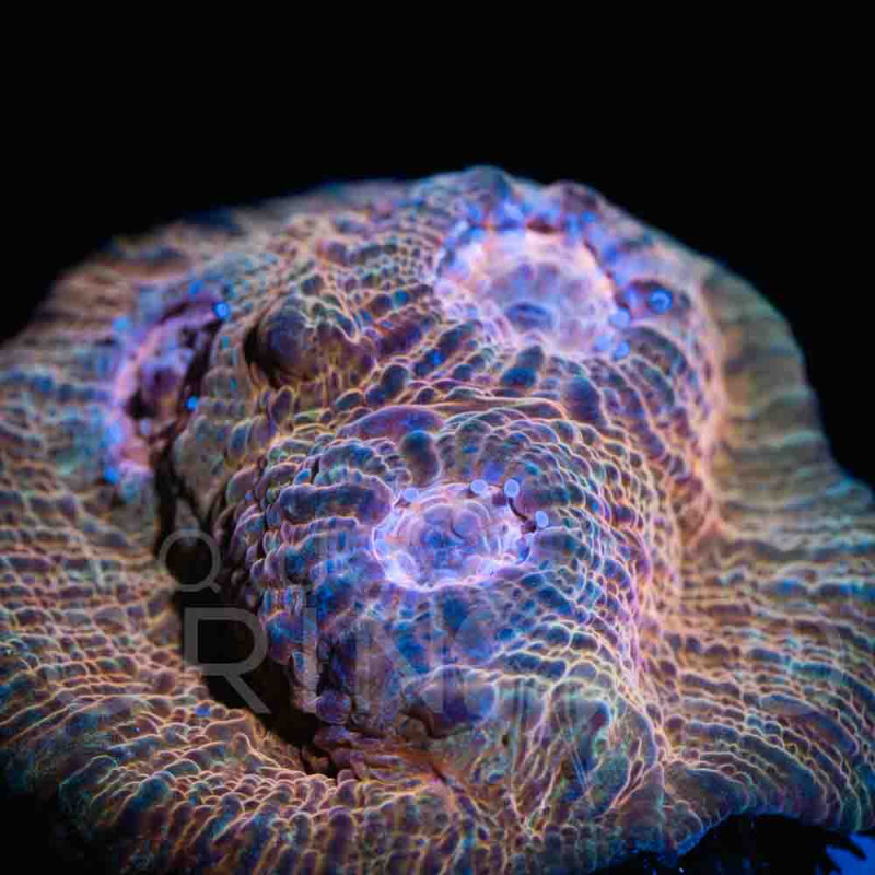 echinophyllia-I