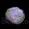 Echinophyllia sp. Rainbow Chalice II
