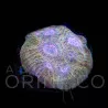 Echinophyllia sp. Rainbow Chalice II