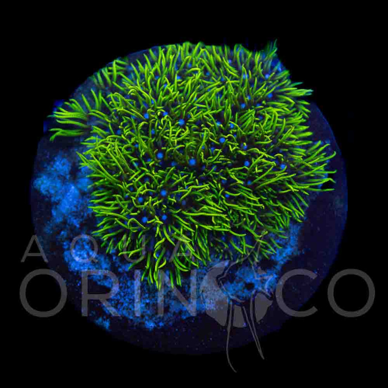 Pachyclavularia violacea Green Star Polyp WYSIWYG