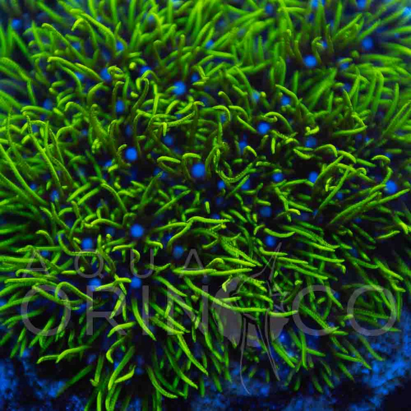 Pachyclavularia violacea Green Star Polyp WYSIWYG