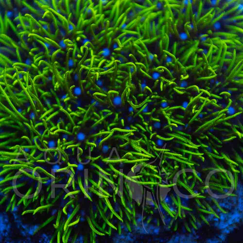 Pachyclavularia violacea Green Star Polyp WYSIWYG