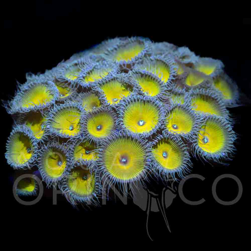 Palythoa "Captain Jerk" VII WYSIWYG