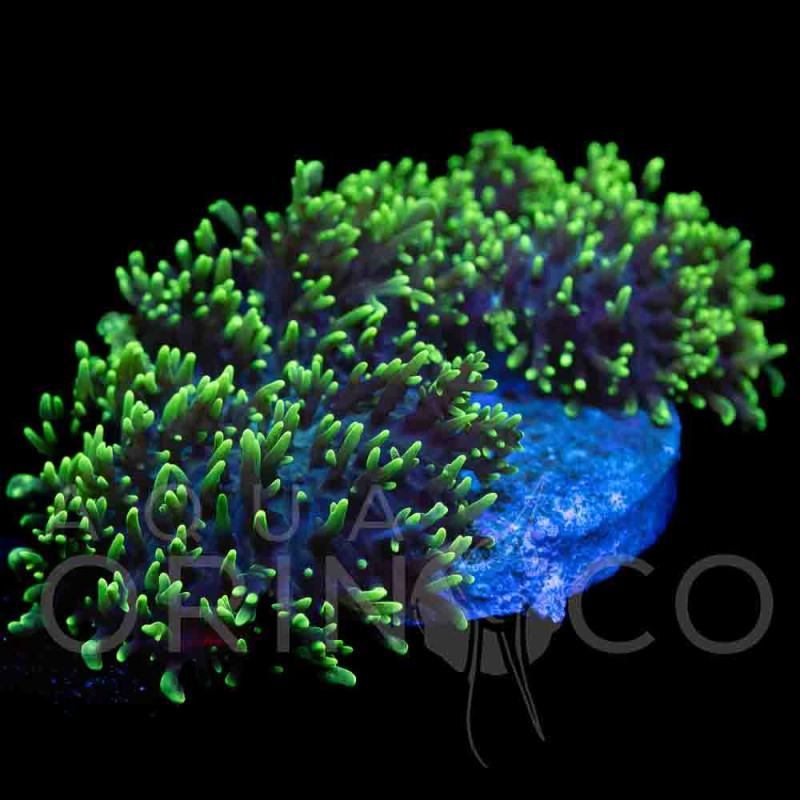 Rhodactis Orange Eye  WYSYWIG III