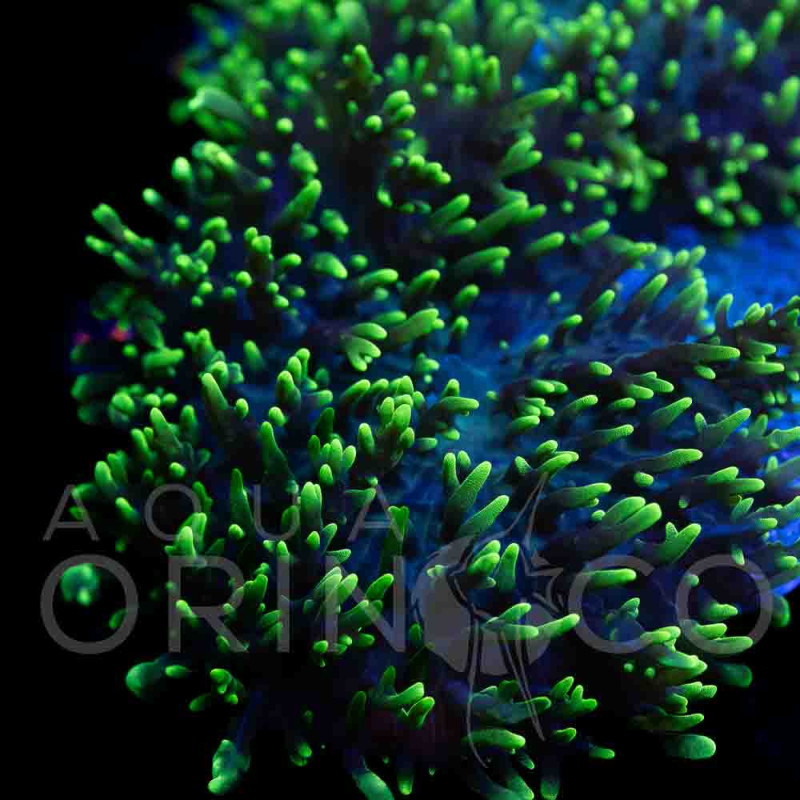 Rhodactis Orange Eye  WYSYWIG III