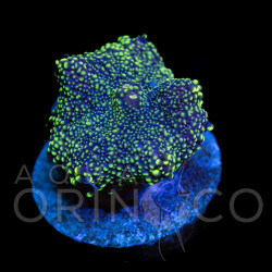 Ricordea  sp. WYSYWIG Ricordea  sp. WYSYWIG