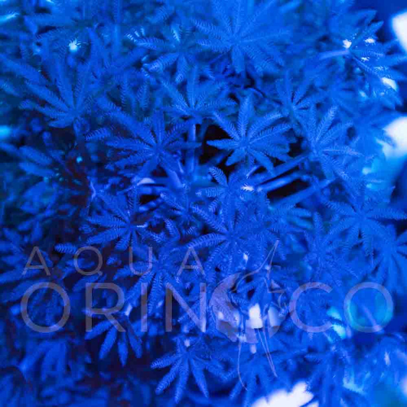 Xenia elongata - Pulsing Xenia II