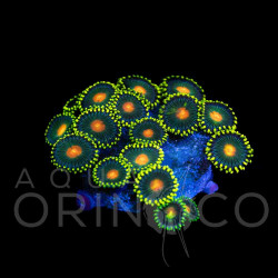 Zoanthus sp. Gorilla Nipples  WYSIWYG Zoanthus sp. Gorilla Nipples  WYSIWYG