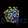 Zoanthus sp. "King midas" WYSIWYG